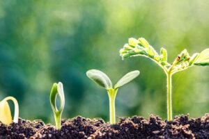 Illustrating growth patterns for business