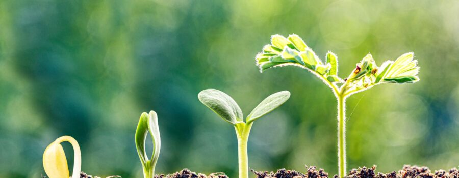 Illustrating growth patterns for business