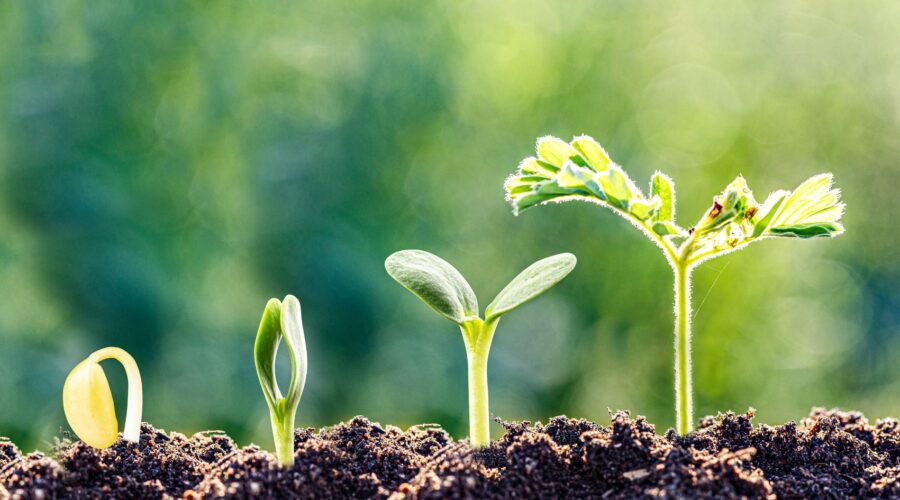 Illustrating growth patterns for business